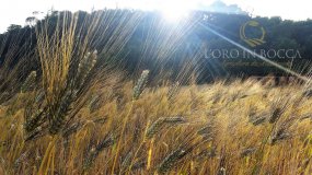 L'ORO IN BOCCA