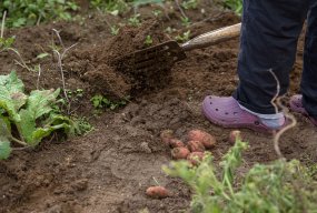 INCONTRO ONLINE COLTIVAZIONE DELLA PATATA