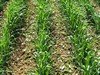 AIAB AL CONVEGNO DELL’AGRICOLTURA BIODINAMICA "Insieme per innovare agricoltura: serve più investimento su ricerca"