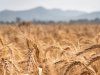 Cambiamenti climatici: un banco di prova per il bio