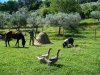 ADEMPIMENTI PER DIVENTARE FATTORIA SOCIALE